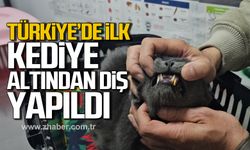 Zonguldak'ta kediye altından diş yapıldı!