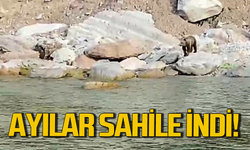 Sahile inen ayılar vatandaşları korkuttu!