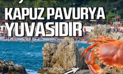 Hayati Yılmaz yazdı! Pavurya...