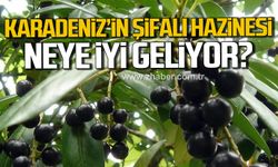 Karadeniz'in şifalı hazinesi "karayemiş" Neye iyi geliyor?