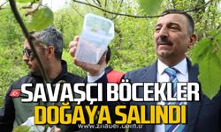 Zonguldak'ta savaşçı böcekler doğaya salındı!