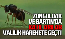 Zonguldak ve Bartın’da katil aralar için önlem alındı!