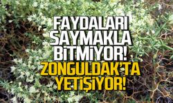 Faydaları saymakla bitmiyor! Zonguldak'ta yetişiyor!
