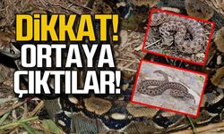 Zonguldak’ta köylüler tedirgin: Yaz geldi, yılanlar görünmeye başladı!