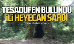 Bartın'da tesadüfen bulundu! İli heyecan sardı!