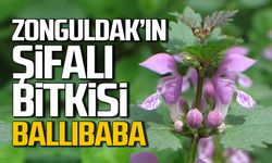 Doğanın Sessiz Mucizesi: Zonguldak’ın Şifalı Bitkisi Ballıbaba
