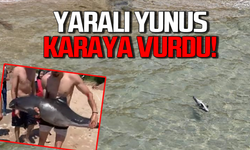 Yaralı Yunus karaya vurdu: Vatandaşlar müdahale etti!