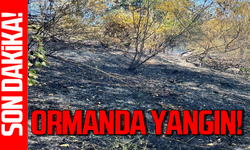 Ormanlık alanda yangın korkuttu: İtfaiye müdahale etti!