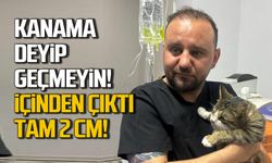 Kedinin mesanesinden tam 2 cm taş çıktı!