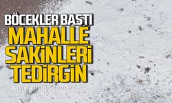 Alaplı'da mahalleyi böcekler bastı! Vatandaşlar tedirgin!