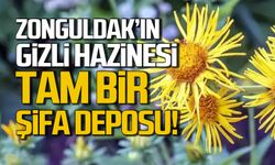 Zonguldak’ın Gizli Hazinesi: Andız Otu Doğanın Şifa Kaynağı