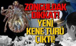 Zonguldak dikkat: Yeni bir kene türü tespit edildi!