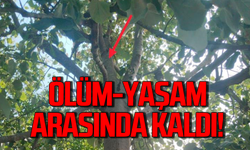 Alaplı'da ağaçtan düşen kadın ölümden döndü!