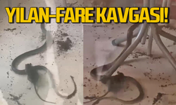 Fare ile yılanın kavgası görenleri hayrete düşürdü!