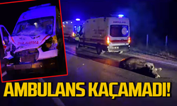 Ambulansın çarptığı büyükbaş hayvan telef oldu!