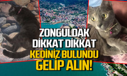 Zonguldak dikkat dikkat: Kediniz bulundu alabilirsiniz!