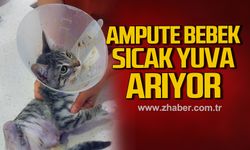 Kdz. Ereğli'de ampute yavru kedi Lokum sıcak yuva arıyor!