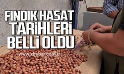 Alaplı'da fındık hasat tarihleri belli oldu!