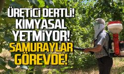 Fındık üreticisi samuraylara güveniyor!