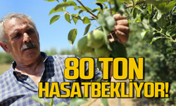 Zonguldak'ta kurduğu baıhçeden 80 ton üretim bekliyor!