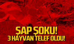 Karabük’te 3 inek şap hastalığından telef oldu