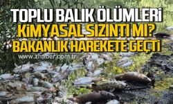 Bartın Irmağı'nda toplu balık ölümleri! Bakanlık harekete geçti!