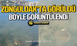 Zonguldak’ta görüldü! Böyle görüntülendi!