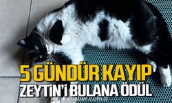 5 gündür kayıp! Zeytin'i bulana ödül verilecek!