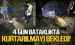 Zonguldak'ta 4 gündür bataklığa saplanan inek kurtarılmayı bekledi!