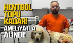 Köpeğin bacağında çıktı! Hentbol topu kadar!