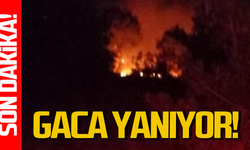 Zonguldak Gaca’da orman yangını çıktı!