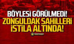 Böylesi görülmedi! Zonguldak sahilleri istila altında!