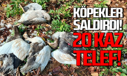 Sokak köpeklerinin saldırısına uğradılar: 20 kaz telef oldu!