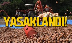 Alaplı’da fındık harmanı ve patoz işlemleri yasaklandı