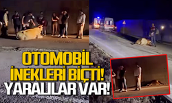 Otomobil ineklere çarptı: Yaralılar var!