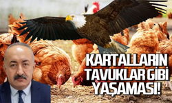 Kartalların tavuk gibi yaşaması!
