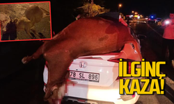 İlginç kaza: Otomobilin çarptığı inek telef oldu