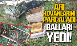 Arı kovanlarını parçaladı, balları yedi!