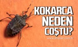 Kokarca neden coştu?