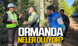 Ormanlarda neler oluyor? Müdürden denetleme!