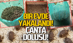 Zonguldak'ta mücadele başlamadı! Vatandaş poşet torbalarını doldurdu!