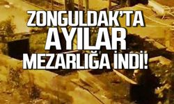 Zonguldak'ta ayılar mezarlığa indi!