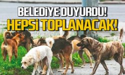 Belediye duyurdu! Sokaklardaki hayvanlar toplanacak!