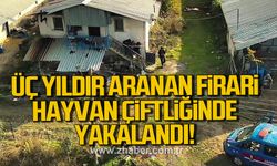 Üç yıldır aranan firari hayvan çiftliğinde yakalandı!
