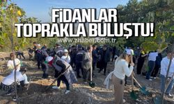 Alaplı'da fidanlar toprakla buluştu