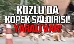 Kozlu Ilıksu’da köpek saldırısı! Mahalle halkı isyanda