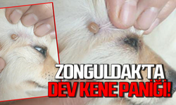 Zonguldak’ta dev kene paniği!