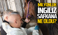 Milyonluk safkan İngiliz atına sağlık taraması yaptılar!
