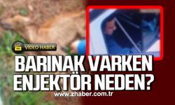Zonguldak Belediyesine tepkiler çığ gibi! Barınak varken enjektör neden?