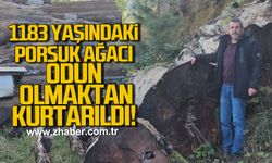1183 yaşındaki porsuk ağacı, odun olmaktan kurtarıldı! Müzede sergilenecek!